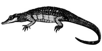 Животные 1278