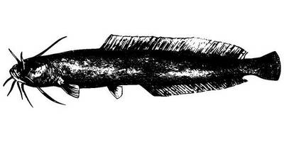 Животные 2679