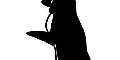 Животные 1178