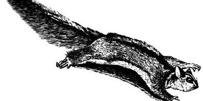 Животные 2553