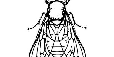 Животные 2444