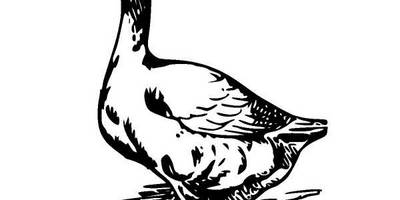 Животные 597