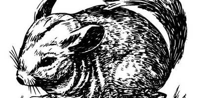 Животные 343