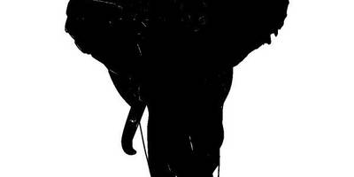 Животные 4320