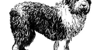 Животные 257