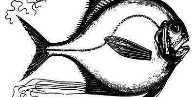 Животные 3929