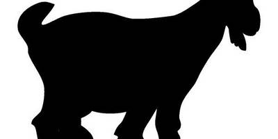 Животные 2516