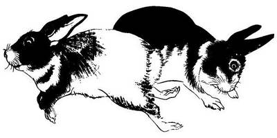 Животные 3451