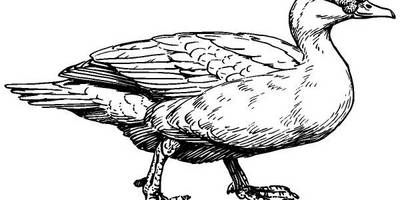 Животные 1070