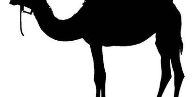 Животные 1341