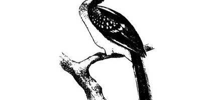 Животные 2722