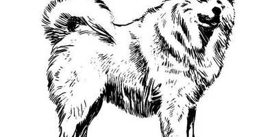 Животные 553