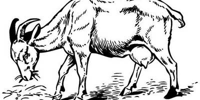 Животные 104