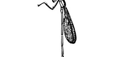 Животные 2481