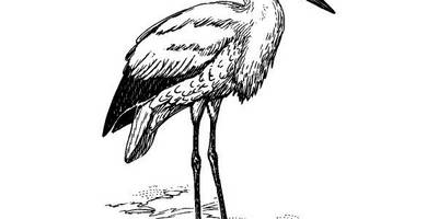 Животные 1130