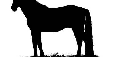 Животные 1200