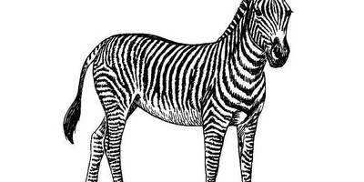 Животные 1144