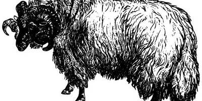 Животные 2916