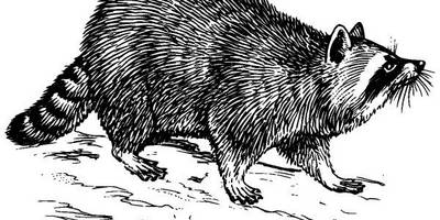 Животные 1100