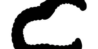 Животные 2469