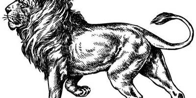 Животные 690