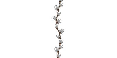 Верба на Пасху