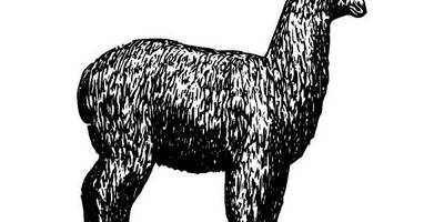 Животные 111