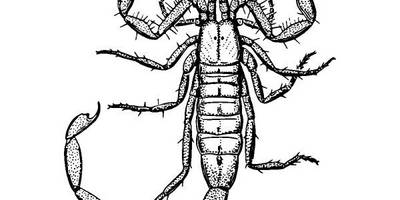 Животные 1110