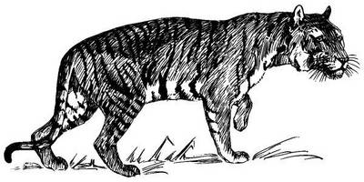 Животные 1136