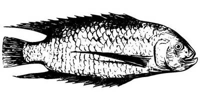 Животные 2671