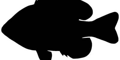 Животные 2905