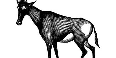 Животные 2819