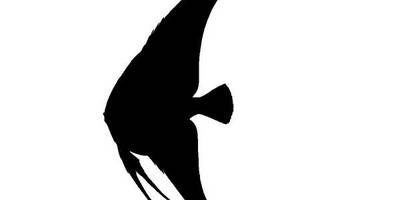 Животные 3249