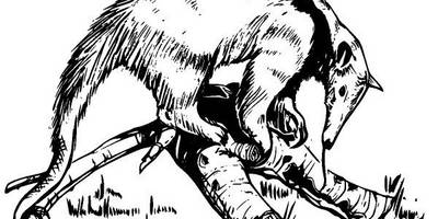 Животные 211