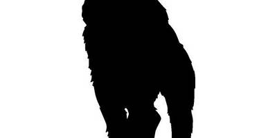 Животные 710