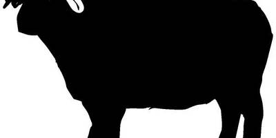 Животные 1961