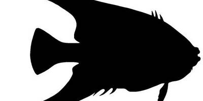 Животные 791