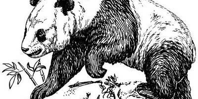 Животные 1076