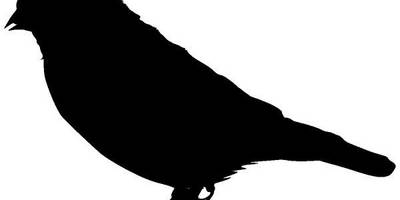 Животные 1336