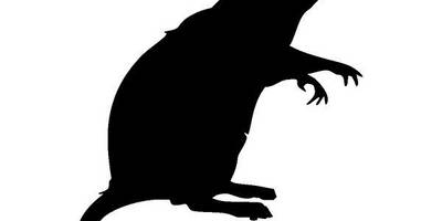 Животные 1620