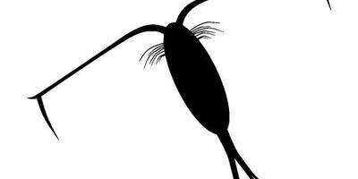 Животные 1419