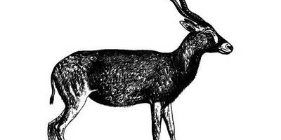 Животные 1277