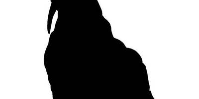 Животные 655