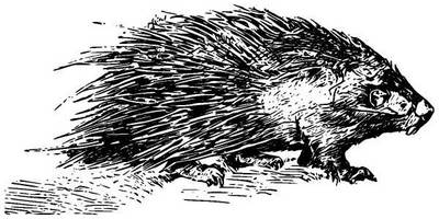 Животные 939