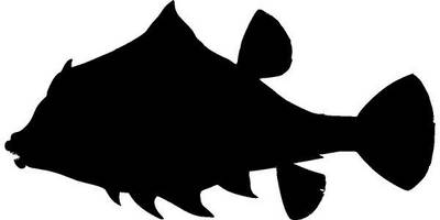 Животные 2752