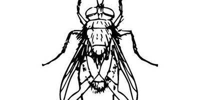 Животные 2445