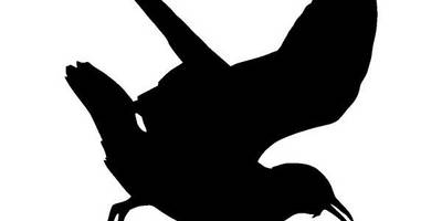 Животные 3379