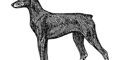 Животные 627