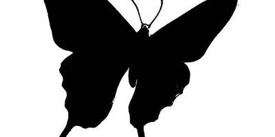 Животные 2295