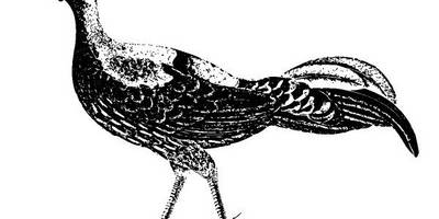 Животные 2695